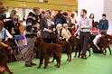 Crufts2010 1001